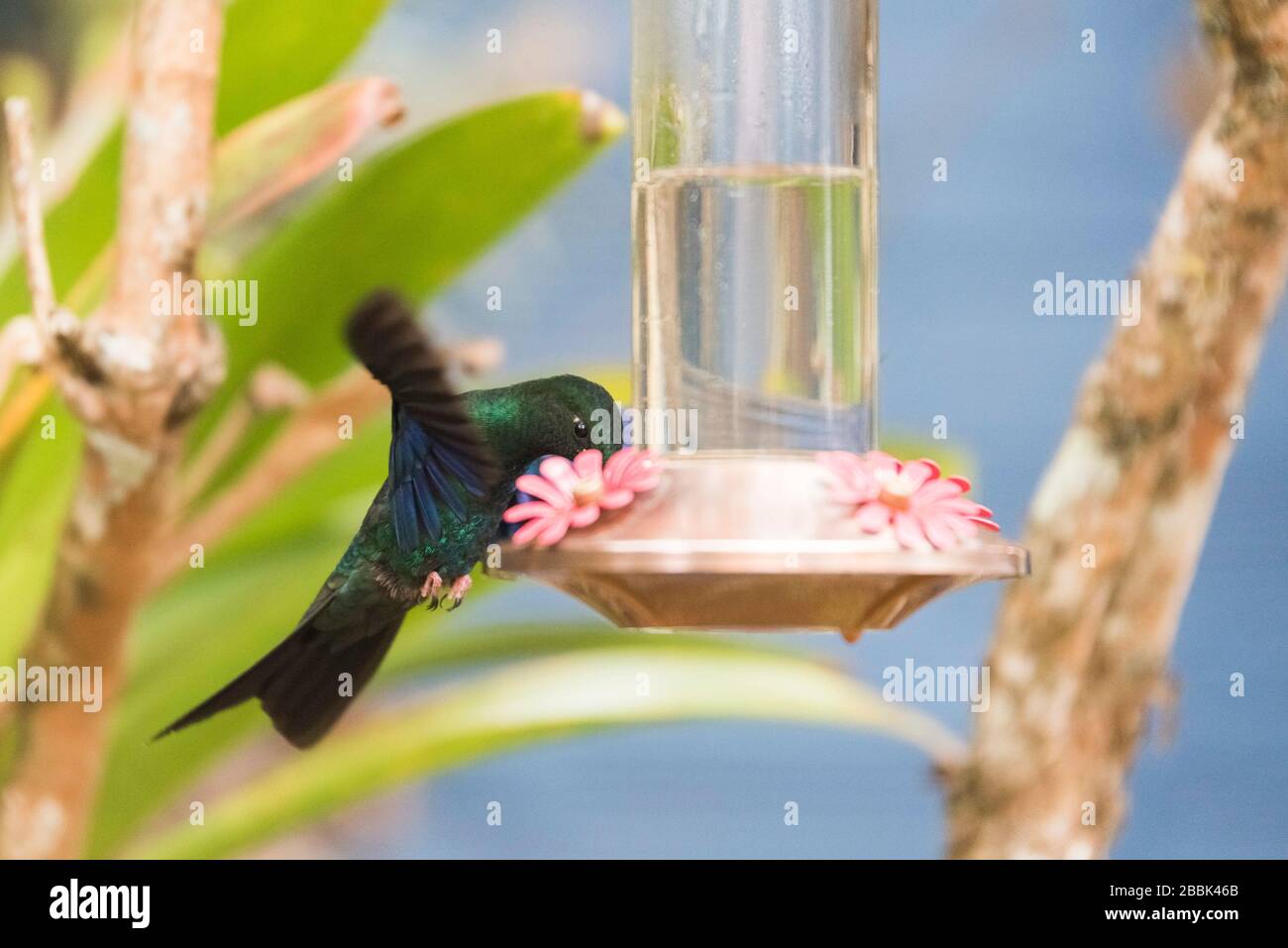 Grand oiseau-colibris mâle de sapphirewing avec ses ailes se répandent, se nourrissant sur une auge, Pterophanes cyanopterus. La Calera, Cundinamarca, Colombie Banque D'Images