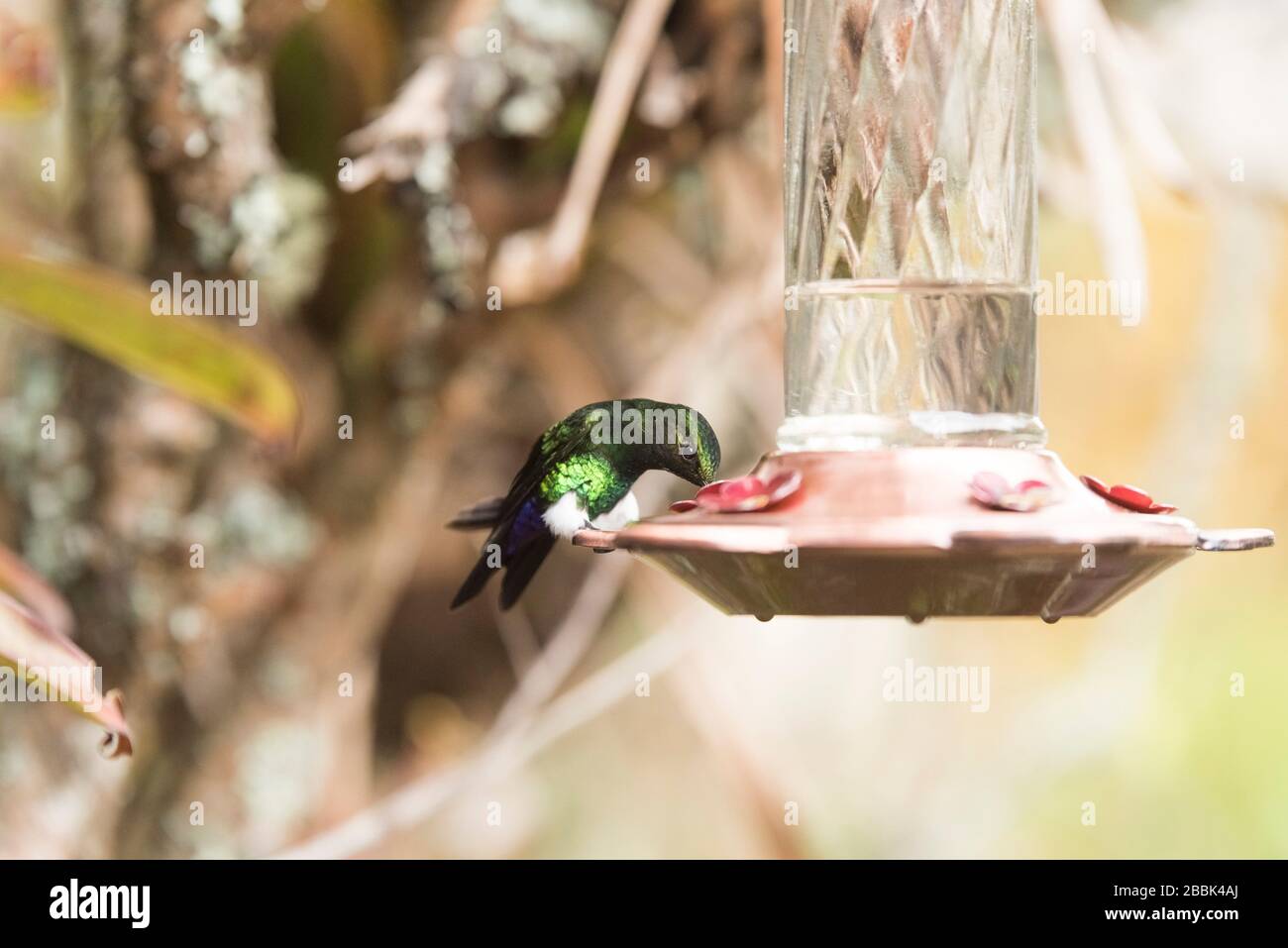 Vert et bleu beau mâle colibri buvant dans un creux, glacer la jambe, Eriocnemis vestita. La Calera, Cundinamarca, Colombie Banque D'Images