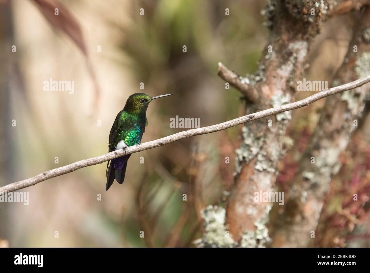 Vert et bleu magnifique colibri mâle perché sur une branche, un puffleg brillant, Eriocnemis vestita. La Calera, Cundinamarca, Colombie Banque D'Images
