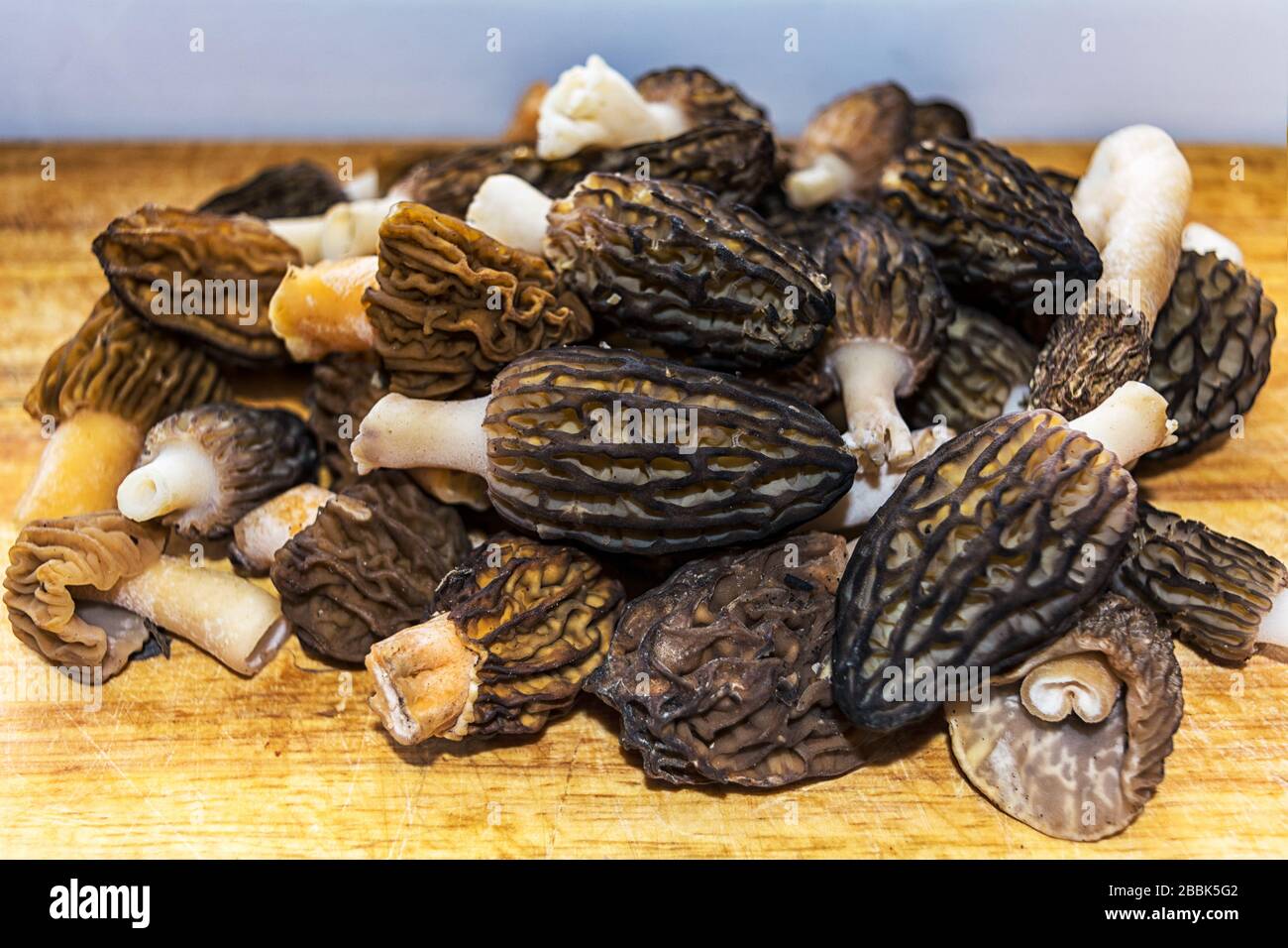 Printemps fraîchement recueilli morilles de petite heure champignons comestibles Banque D'Images