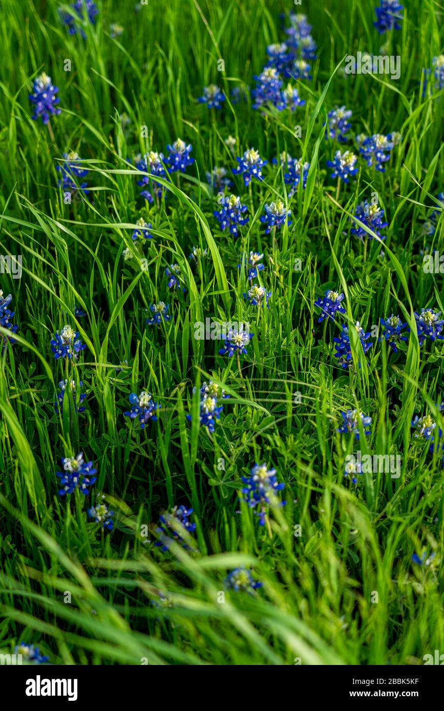 Grande herbe verte brillante soufflant dans le vent avec des bonnets bleus gonflant. Banque D'Images