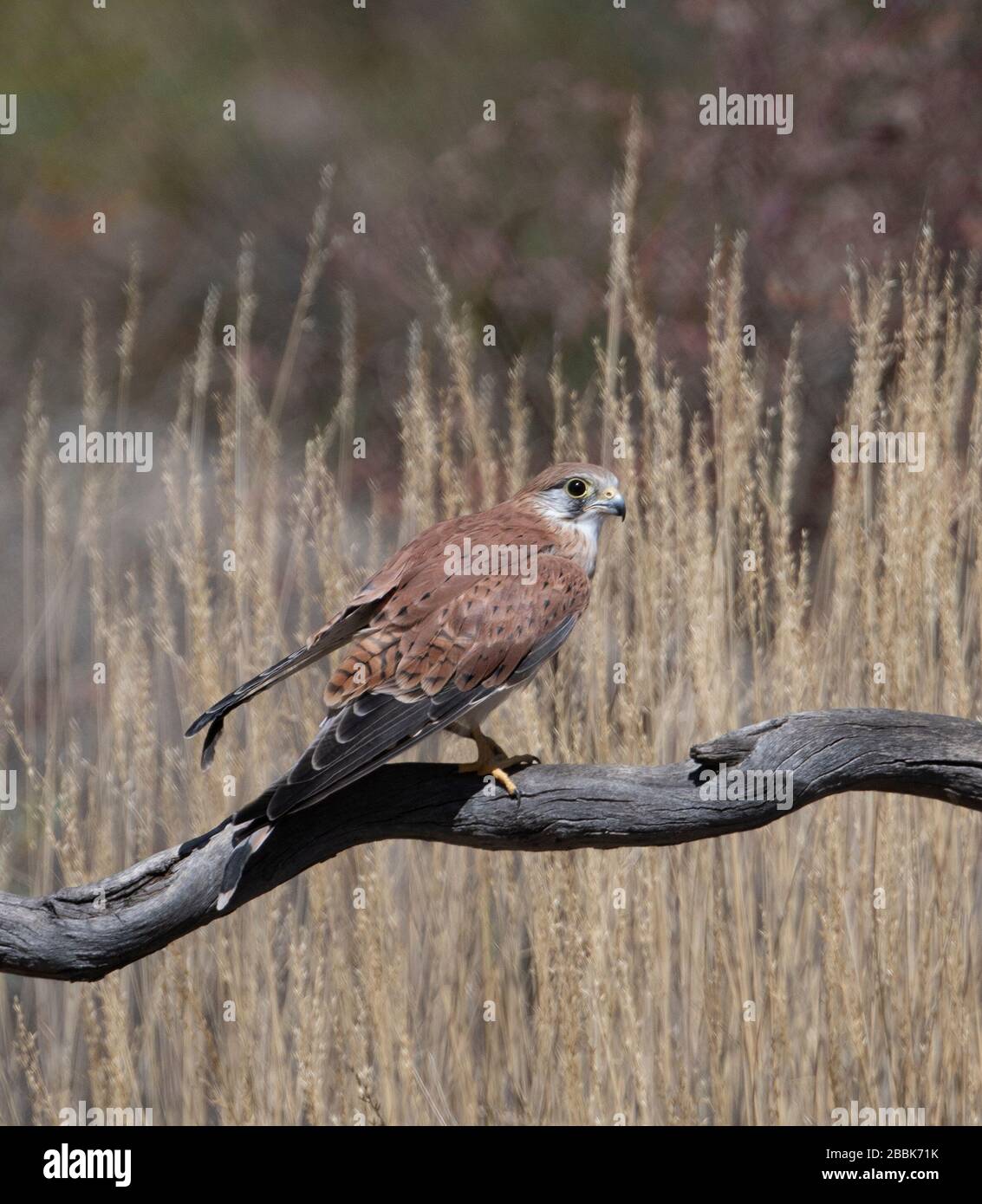 Nankeen Kestrel (Falco cenchoides) perché sur une branche, territoire du Nord, territoire du Nord, Australie Banque D'Images