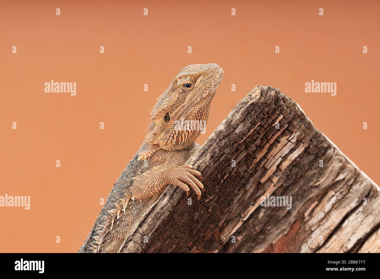 Central Bearded Dragon (Pogona vitticeps), Alice Springs Reptile Center, territoire du Nord, territoire du Nord, territoire du Nord, Australie Banque D'Images