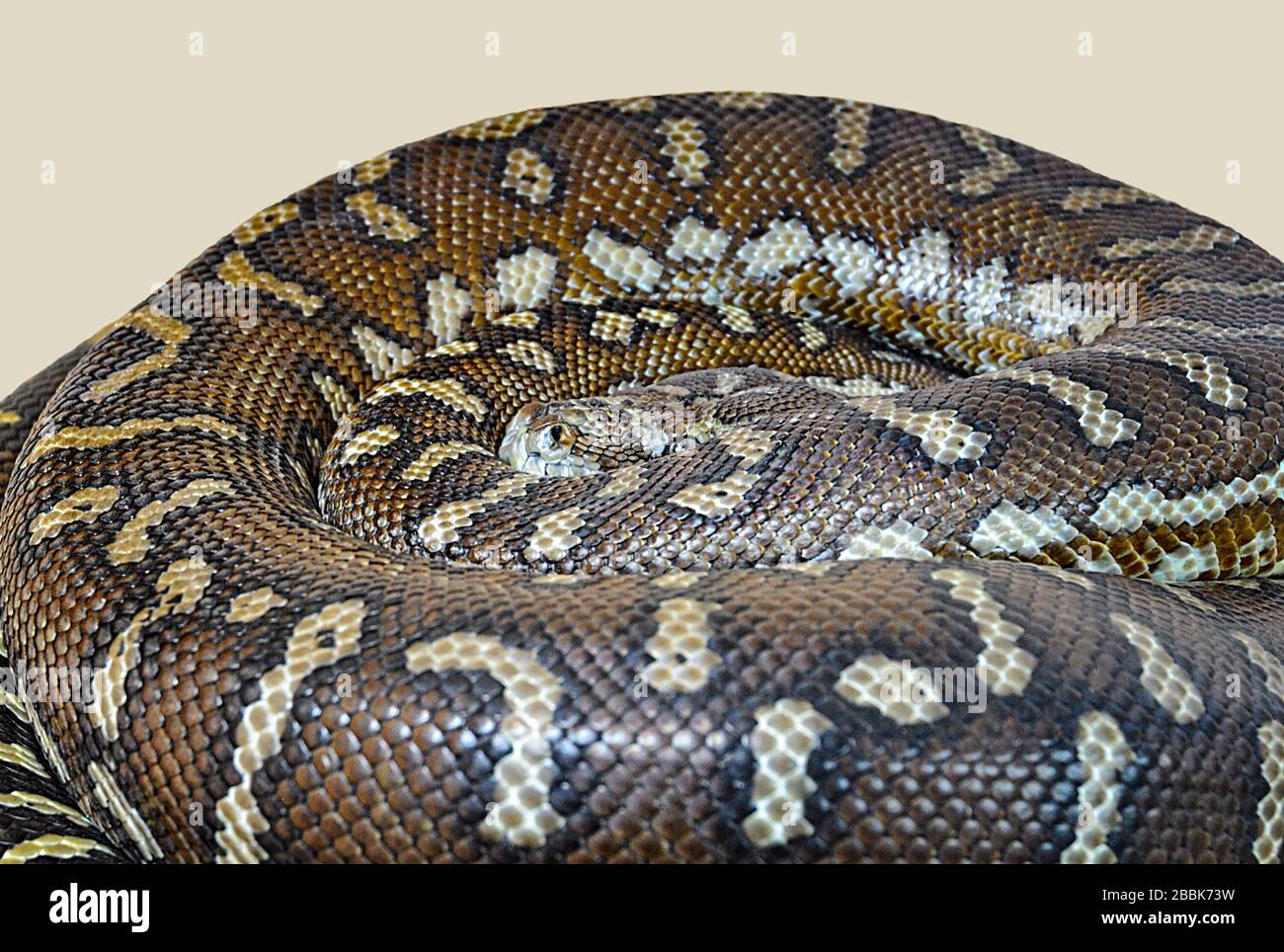 Tapis Python (Morelia spilota bredli) courbé, Australie Banque D'Images