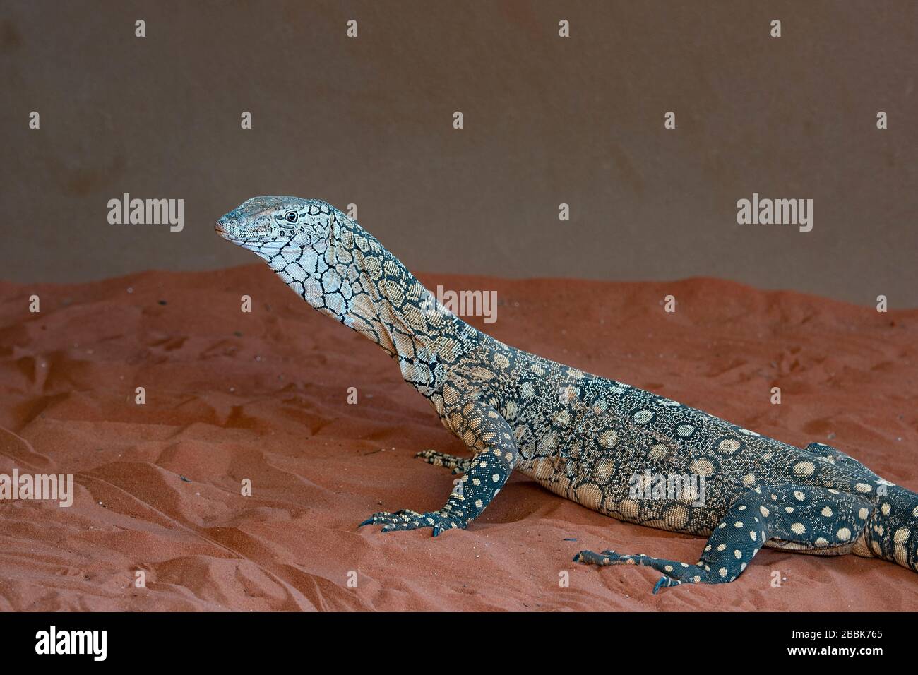 Un Perentie (Varanus giganteus) est le plus grand moniteur ou goanna originaire d'Australie Banque D'Images