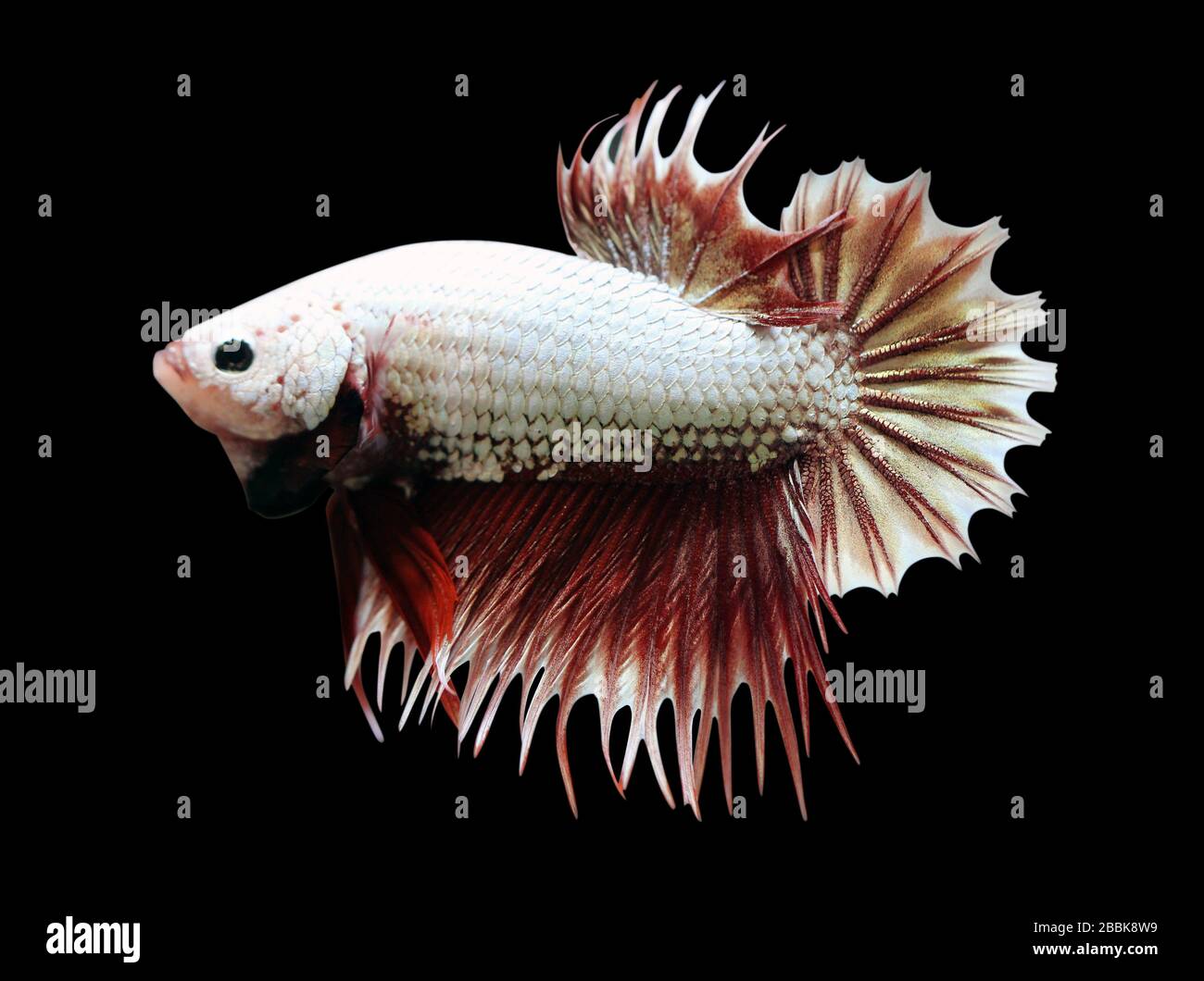 Betta Red Dragon Crowtail CTPK mâle ou Plakat Fighting Fish Splendens sur fond noir. Banque D'Images