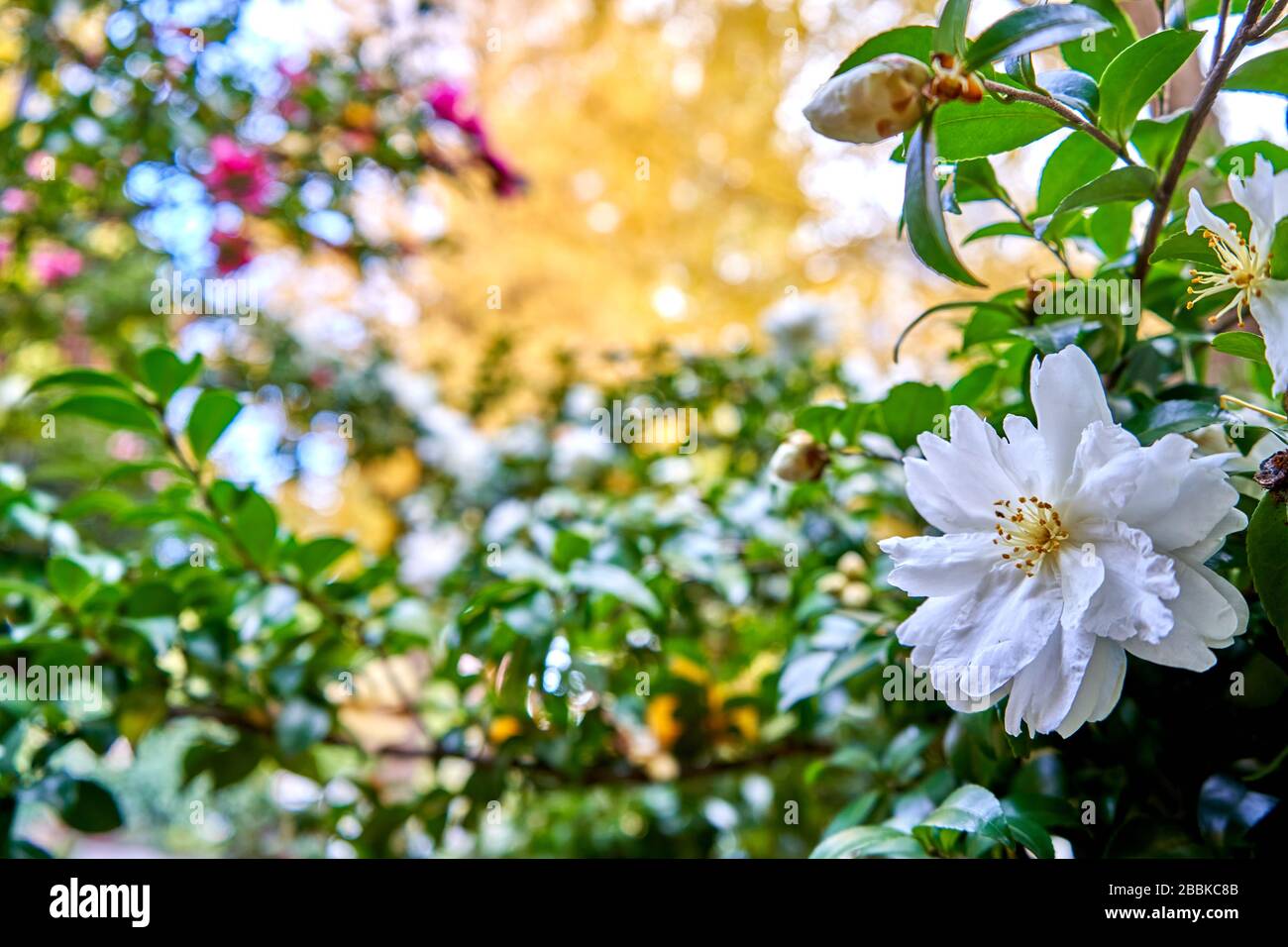 fleurs blanches sur un fond coloré d'automne Banque D'Images