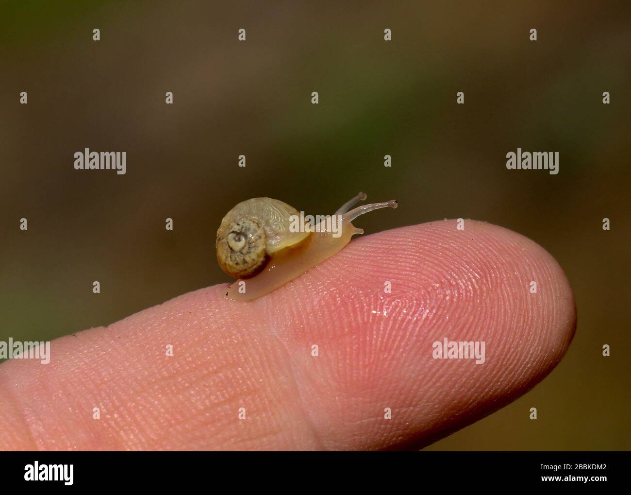 Gros plan d'un petit escargot de bébé sur un humain du bout des doigts Banque D'Images