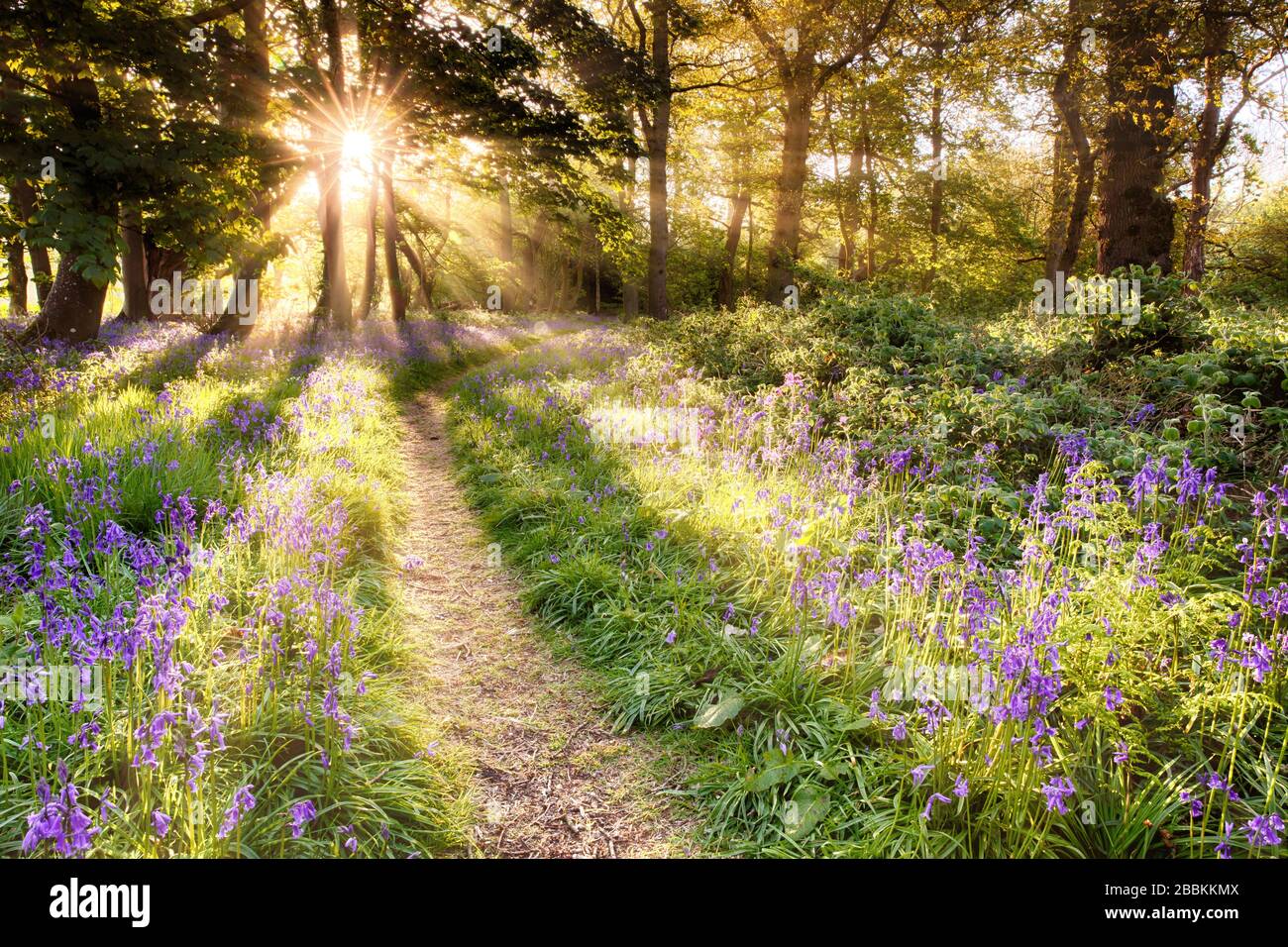 Incroyable forêt de bluebell avec un lever de soleil à l'aube qui éclate à travers les arbres. Sentier de forêt et plantes sauvages violettes. Paysage printanier en Angleterre Banque D'Images