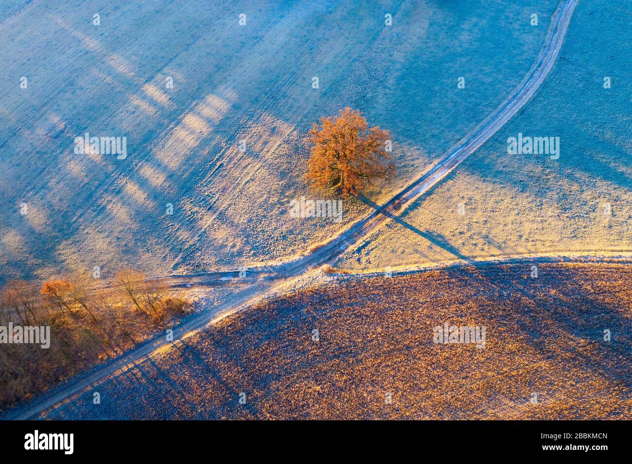 Chemins de champ et chêne avec givre le matin, près de Icking, drone shot, Haute-Bavière, Bavière, Allemagne Banque D'Images
