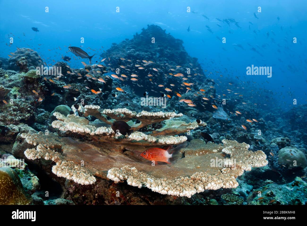 Paysage sous-marin avec corail de table Acropora à plusieurs niveaux (Acropora sp.), écureuil Silverspot (Sargocentron caudimaculatum), au-dessus de lui essaim Banque D'Images