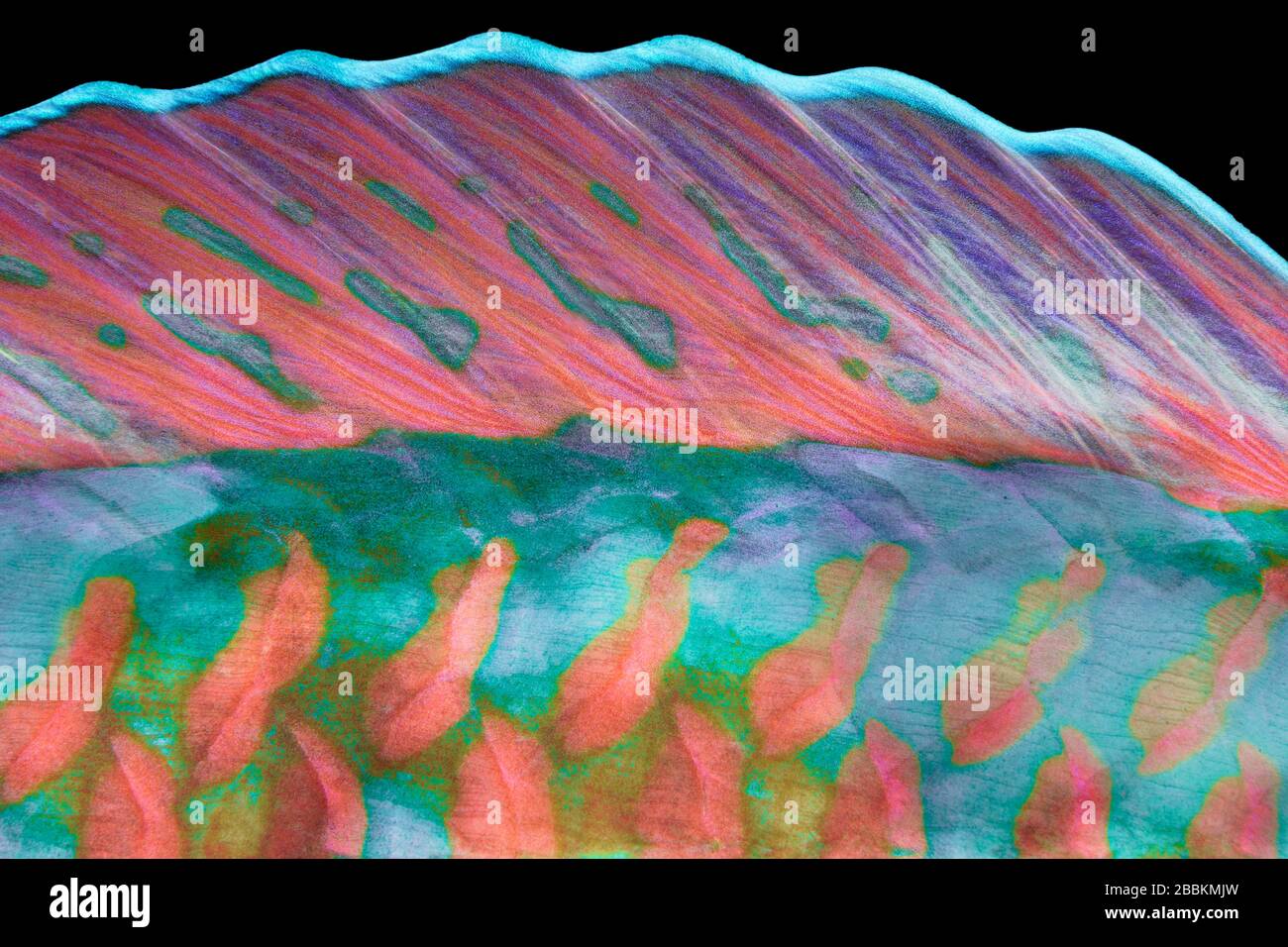 Nageoire dorsale, poisson perroté à nez long (Hiposcarus harid), océan Indien, Maldives Banque D'Images