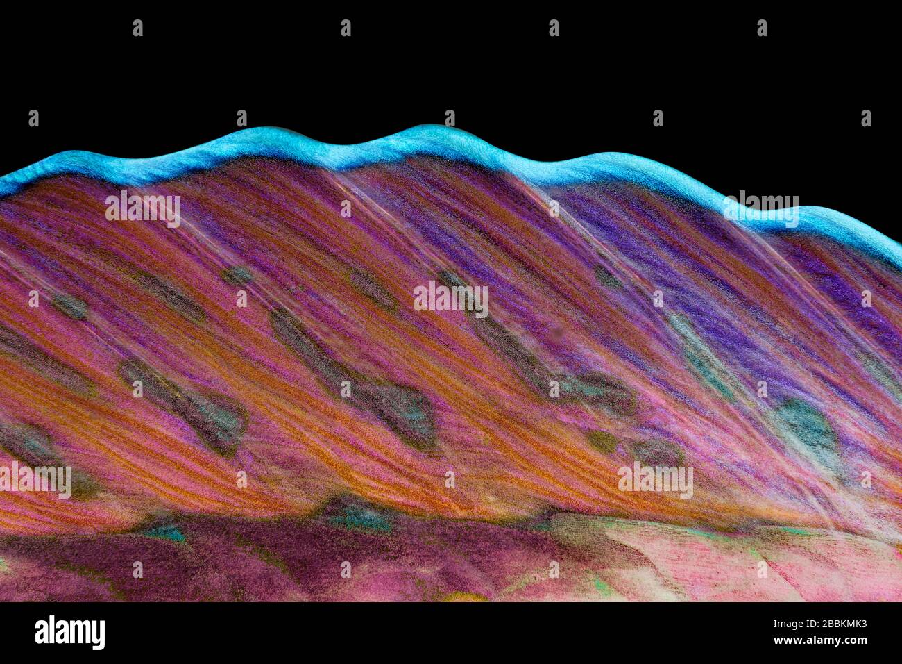 Nageoire dorsale, poisson perroté à nez long (Hiposcarus harid), océan Indien, Maldives Banque D'Images