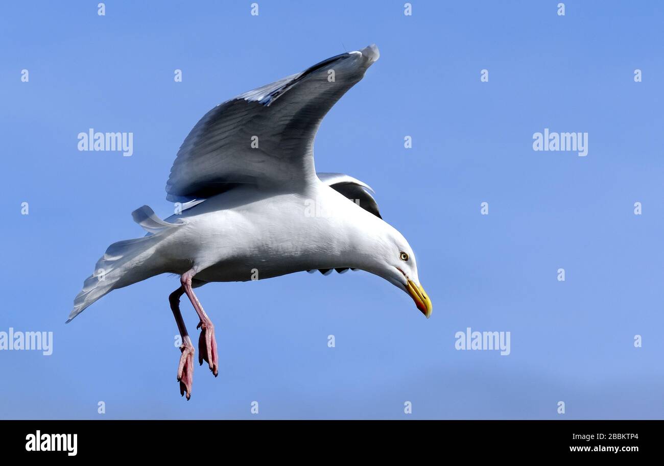 Goélands argentés à l'affût de nourriture dans un garage mort sur la côte est du Yorkshire, Royaume-Uni. Banque D'Images