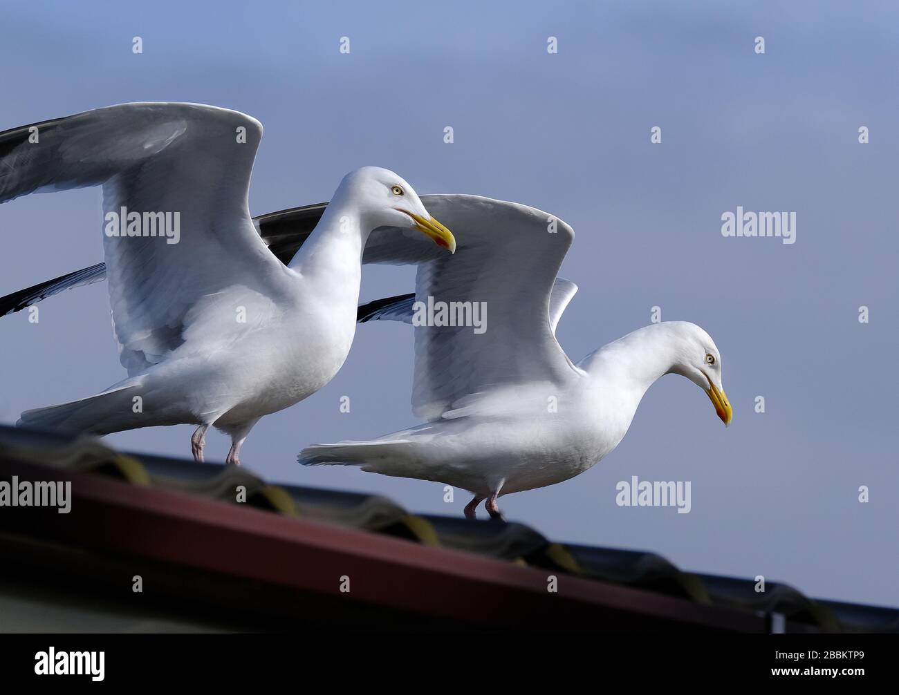 Goélands argentés à l'affût de nourriture dans un garage mort sur la côte est du Yorkshire, Royaume-Uni. Banque D'Images