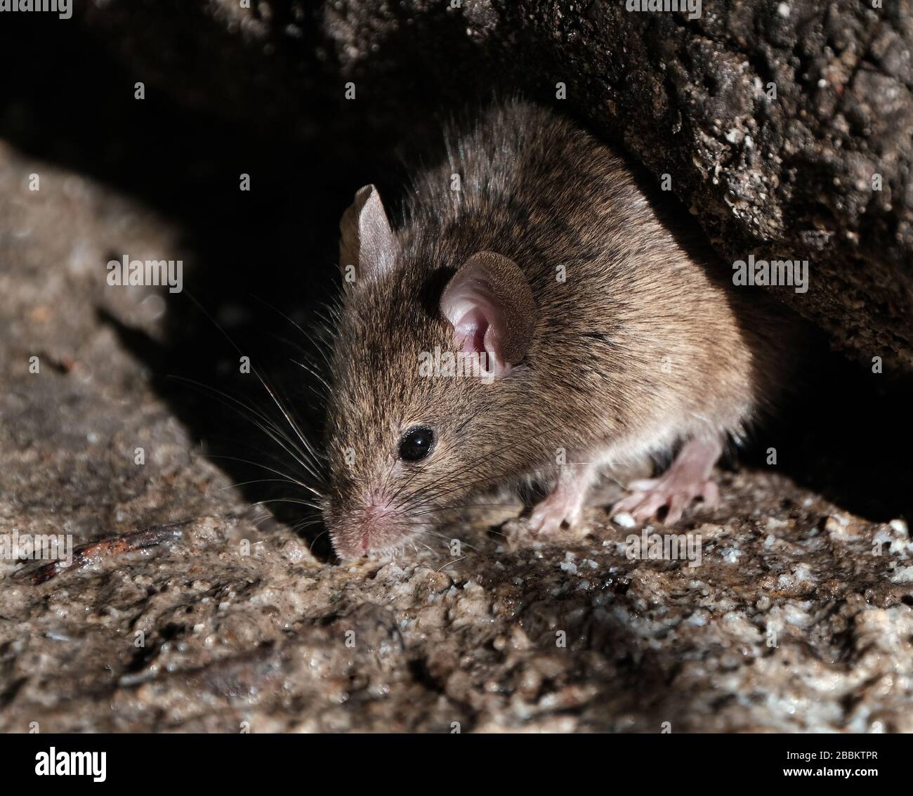 maison de l'alimentation de souris dans le jardin de maison urbain. Banque D'Images