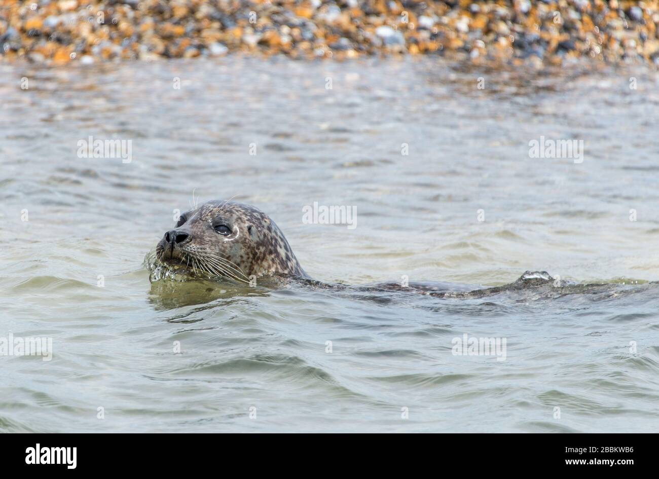 Faune britannique. Colonie de phoques gris et pup de phoque Norfolk, Angleterre Banque D'Images