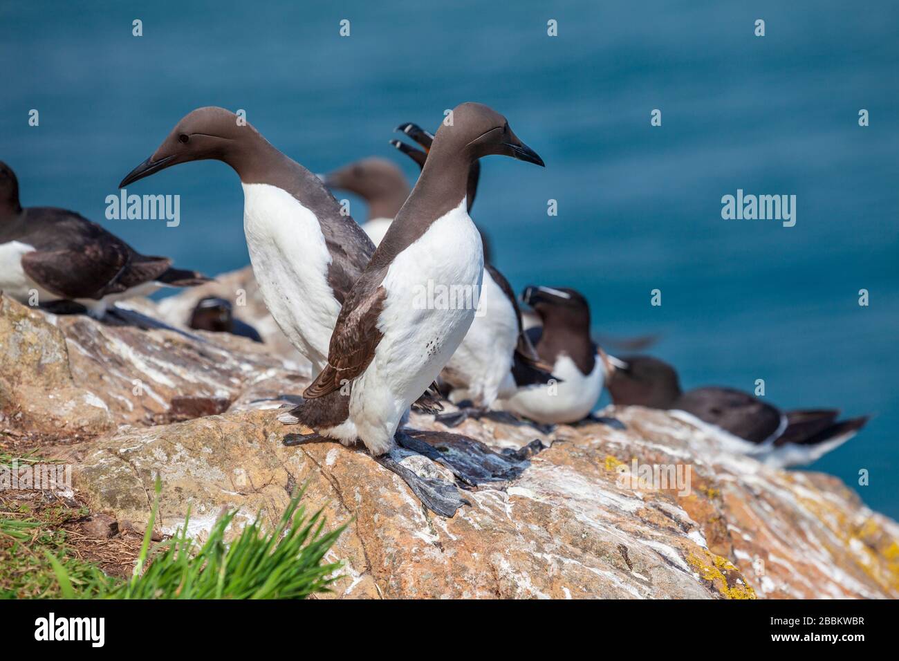 Les Guillemots et pingouins sur l'île de Skomer, au Pays de Galles Banque D'Images