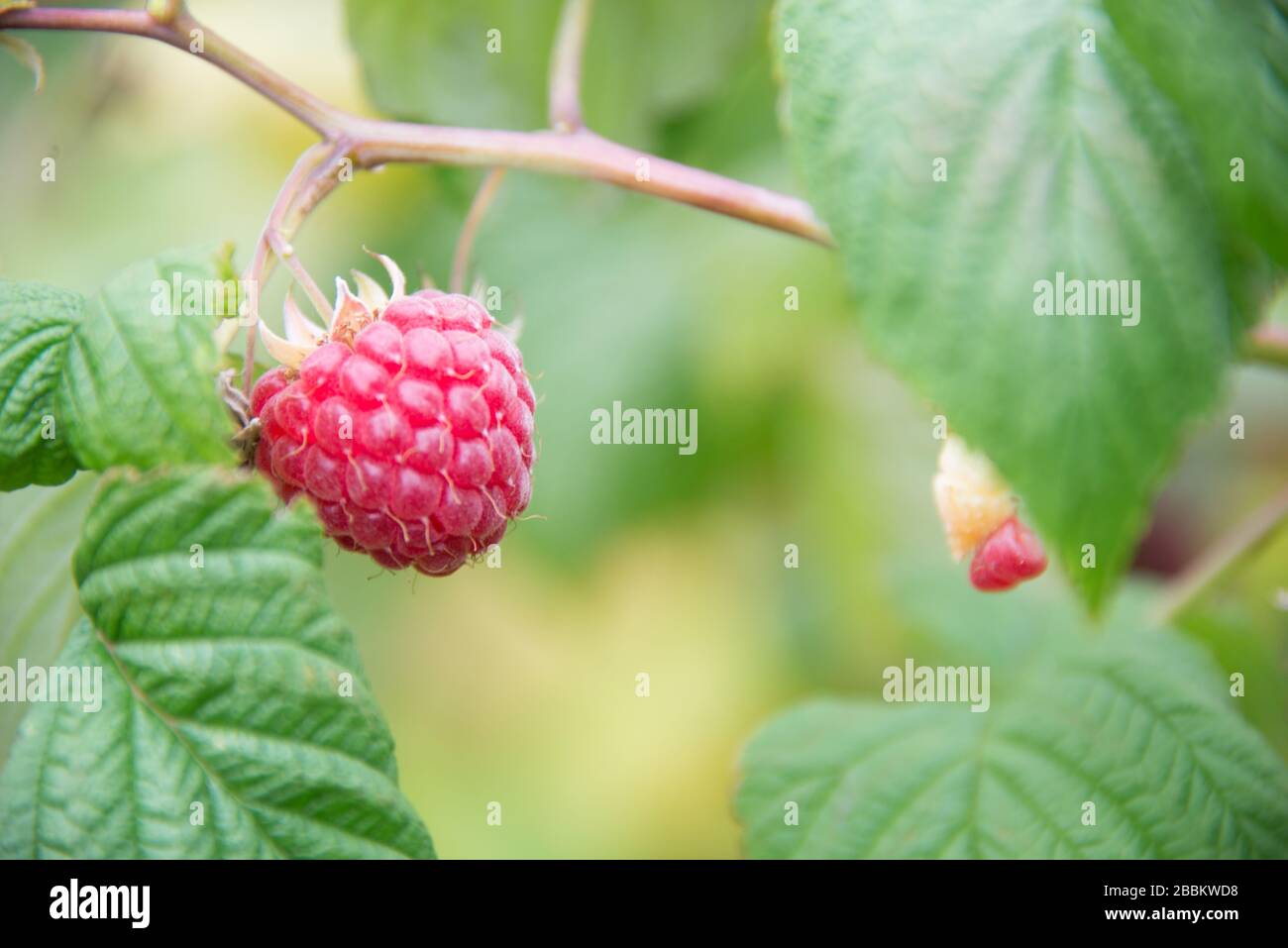 Cueillette de framboises pour enfants à Norfolk, en Angleterre Banque D'Images