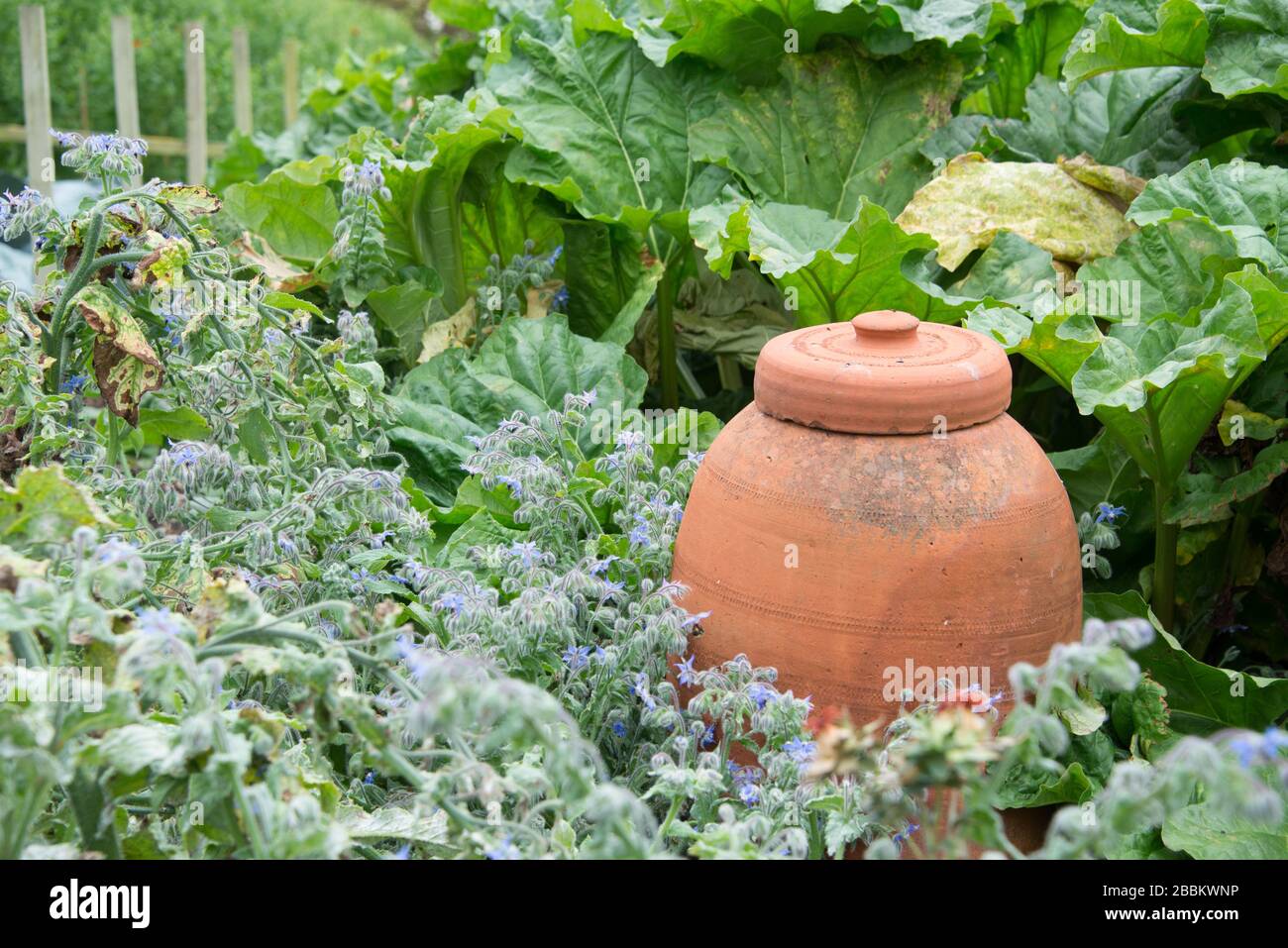 Jardin de campagne anglais, bocal de forçage en terre cuite dans un jardin de légumes. Norfolk Royaume-Uni Banque D'Images