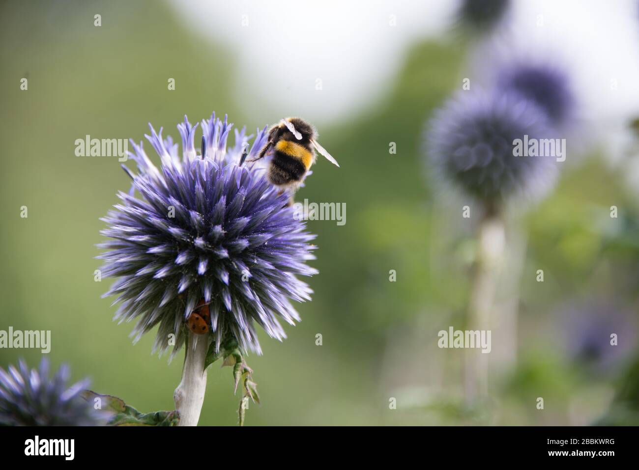 Faune britannique. Abeille bosselée sur un bourgeon violet d'allium. Towcester, Northampton, Royaume-Uni Banque D'Images