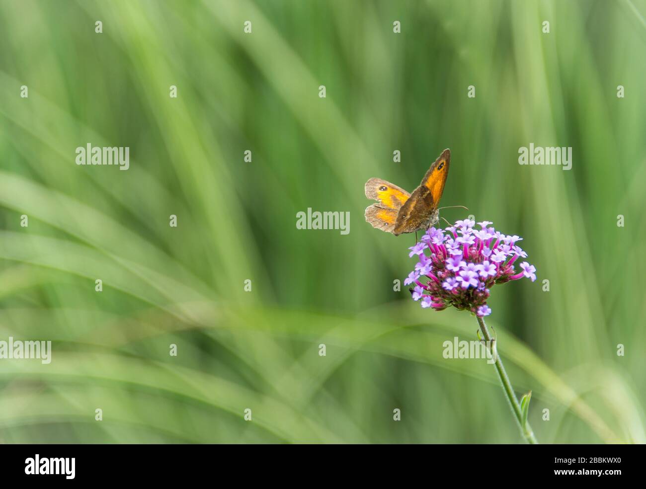 Jardin de campagne anglais, papillon de gardien sur verveine pourpre. Norfolk Royaume-Uni Banque D'Images