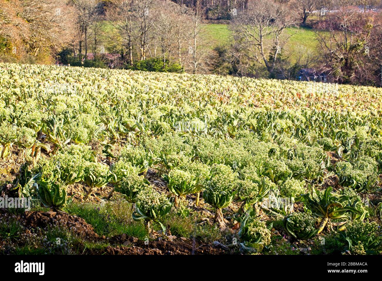 Le champ des Caulifabaisse va se gâter; pas de pickers; le maintien; le Brexit; la ferme de cornouailles près de Penzance. Banque D'Images