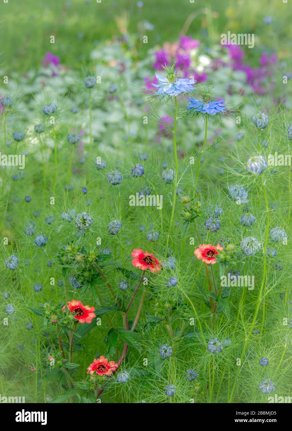 Jardin de campagne anglais, frontière vivace mixte avec geum, salvia et nigella. Towcester, Royaume-Uni Banque D'Images