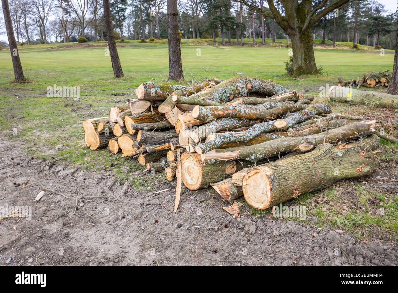 Tas de troncs de pins de pin sciés fraîchement coupés empilés pendant les opérations d'abattage et de déstockage des arbres, Surrey, sud-est de l'Angleterre Banque D'Images