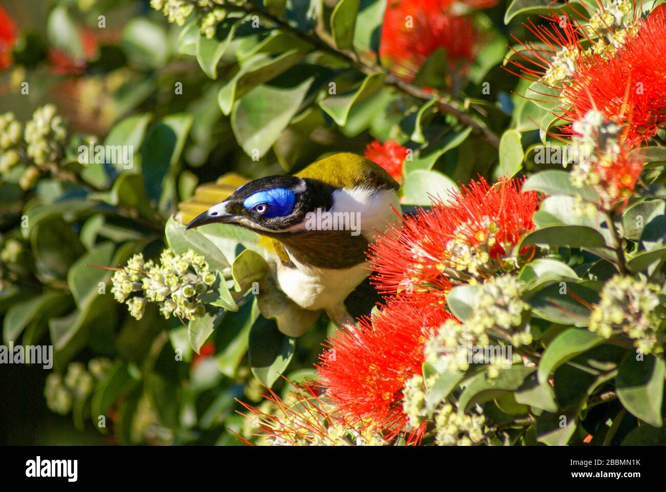 honeyeater mâle à face bleue Banque D'Images