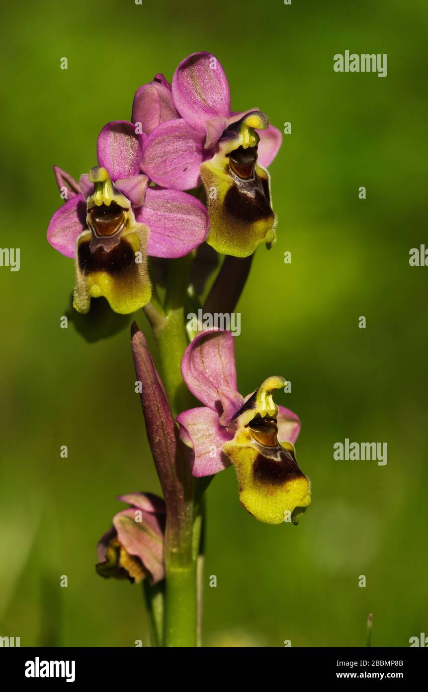 Orchidée sauvage appelée Orchid Sawfly (Ophrys tenthrédinifera) inflorescence contre fond vert naturel hors foyer. Trois fleurs ouvertes. Arrabida Mo Banque D'Images