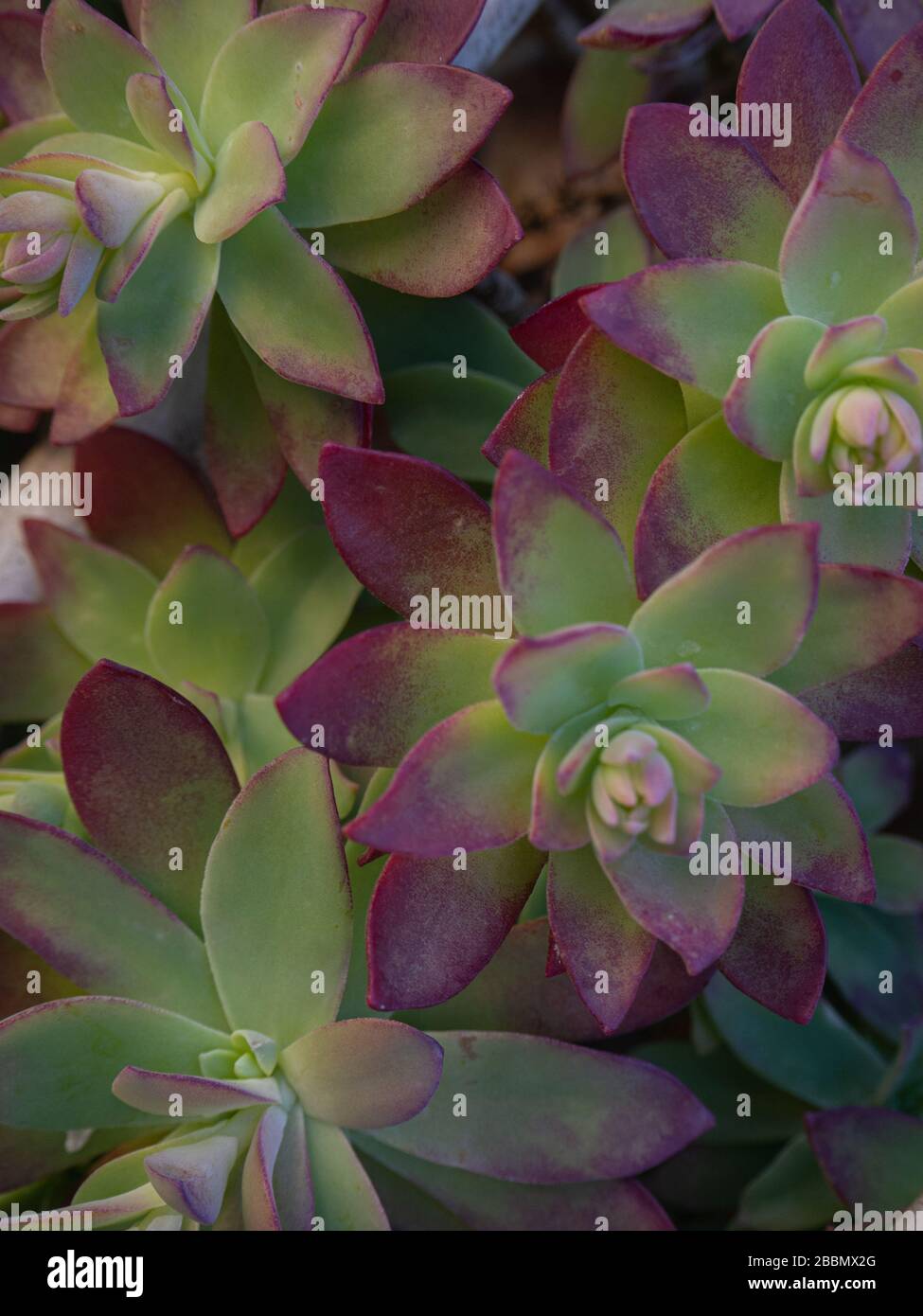 Sedum ou Sedum palmeri de Palmer ou Sedum une plante ornementale succulente, un tapis de rosettes aux feuilles colorées, vert et rouge au bord Banque D'Images