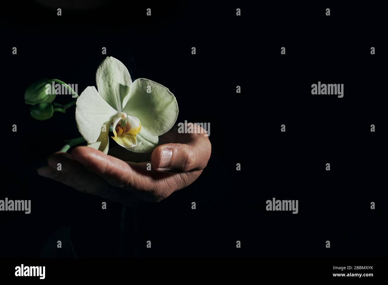 gros plan d'un homme tenant les belles fleurs jaunâtres d'une orchidée phalaenopsis aphrodite sur fond noir Banque D'Images