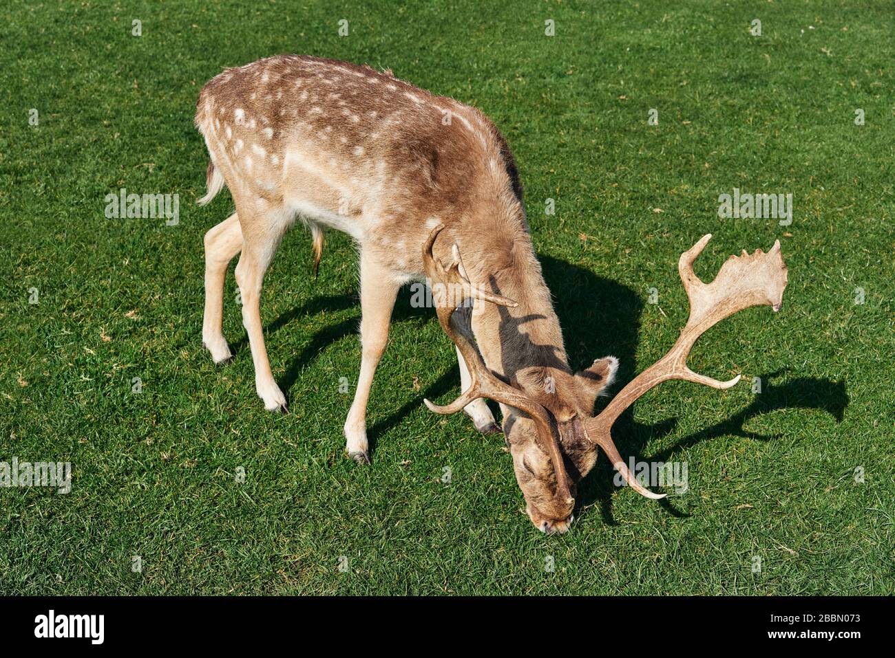 Sika Deer dans le Phoenix Park dans la ville de Dublin, en Irlande. Banque D'Images