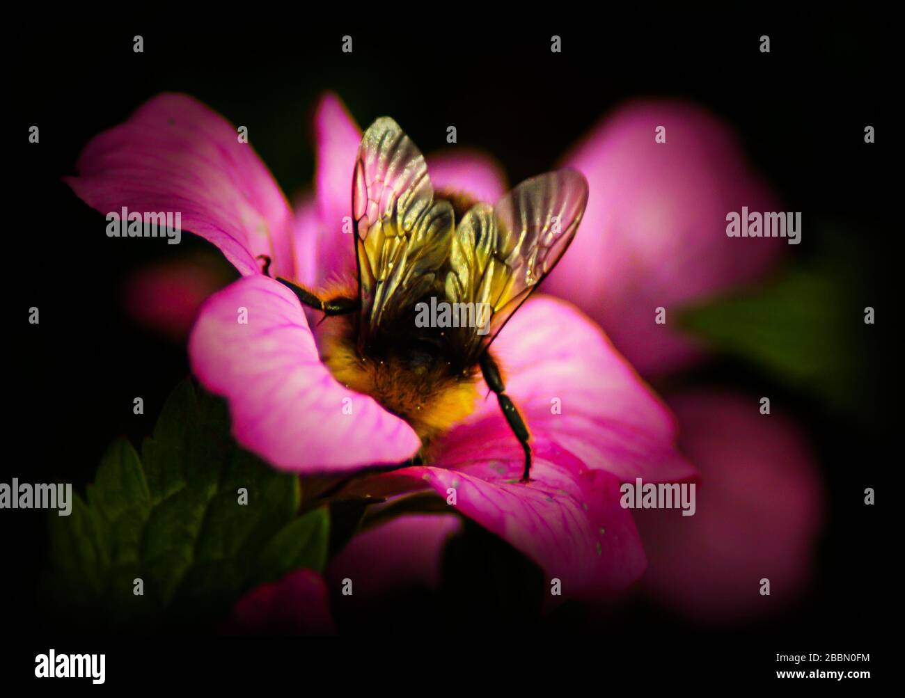 UK Wildlife, abeille à bosse sur une fleur de géraniums rose. Towcester, Northamptonshire, Angleterre Banque D'Images