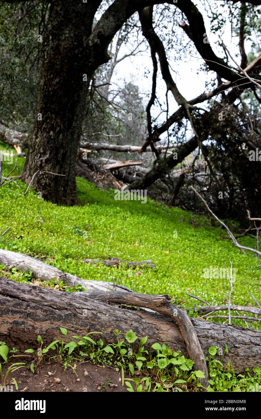 Laitue Miner, laitue indienne, ruslane d'hiver, bonne dégustation de salade indigène comestible bon pour la nourriture de survie de la nourriture Banque D'Images