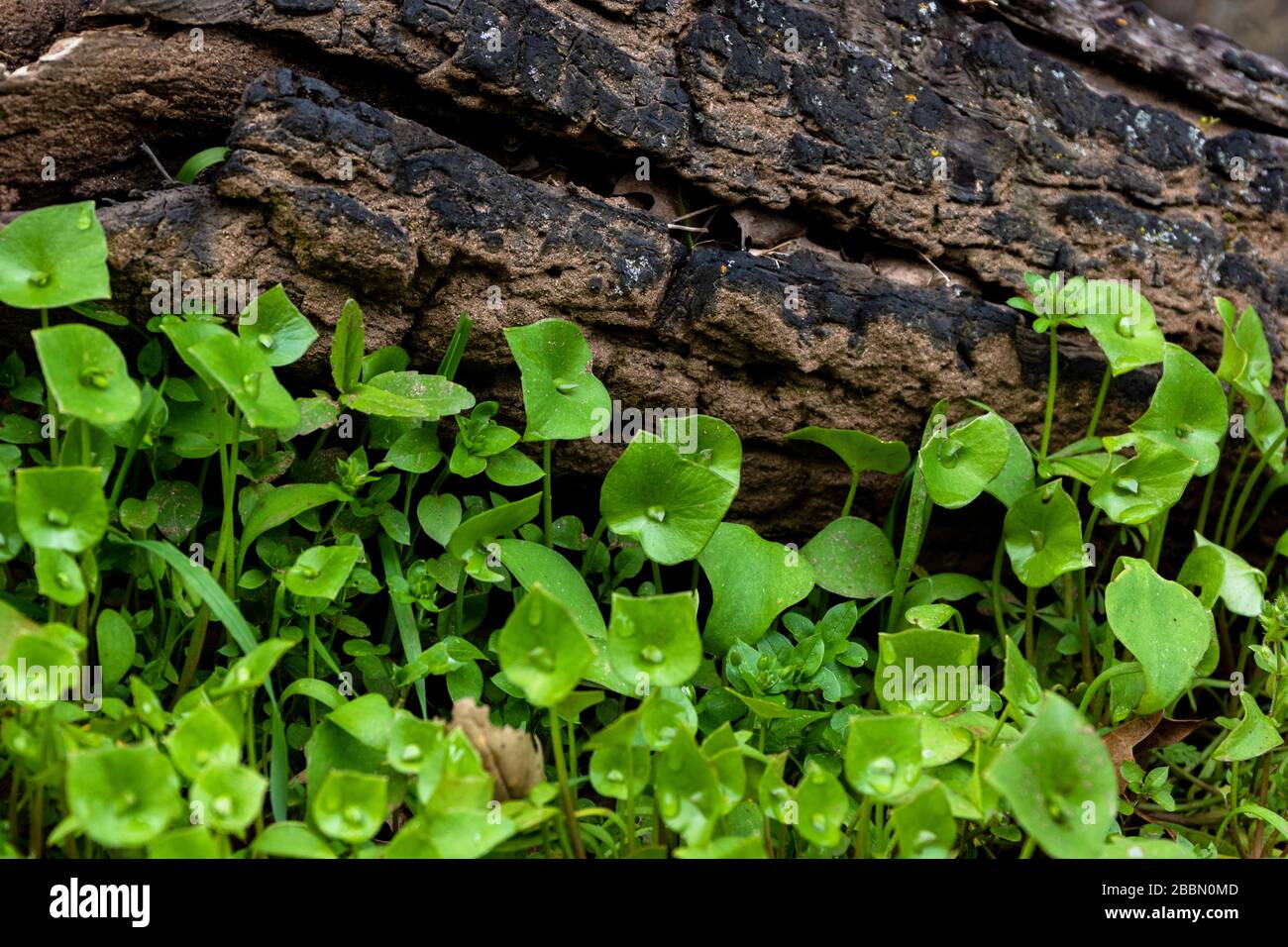 Laitue Miner, laitue indienne, ruslane d'hiver, bonne dégustation de salade indigène comestible bon pour la nourriture de survie de la nourriture Banque D'Images