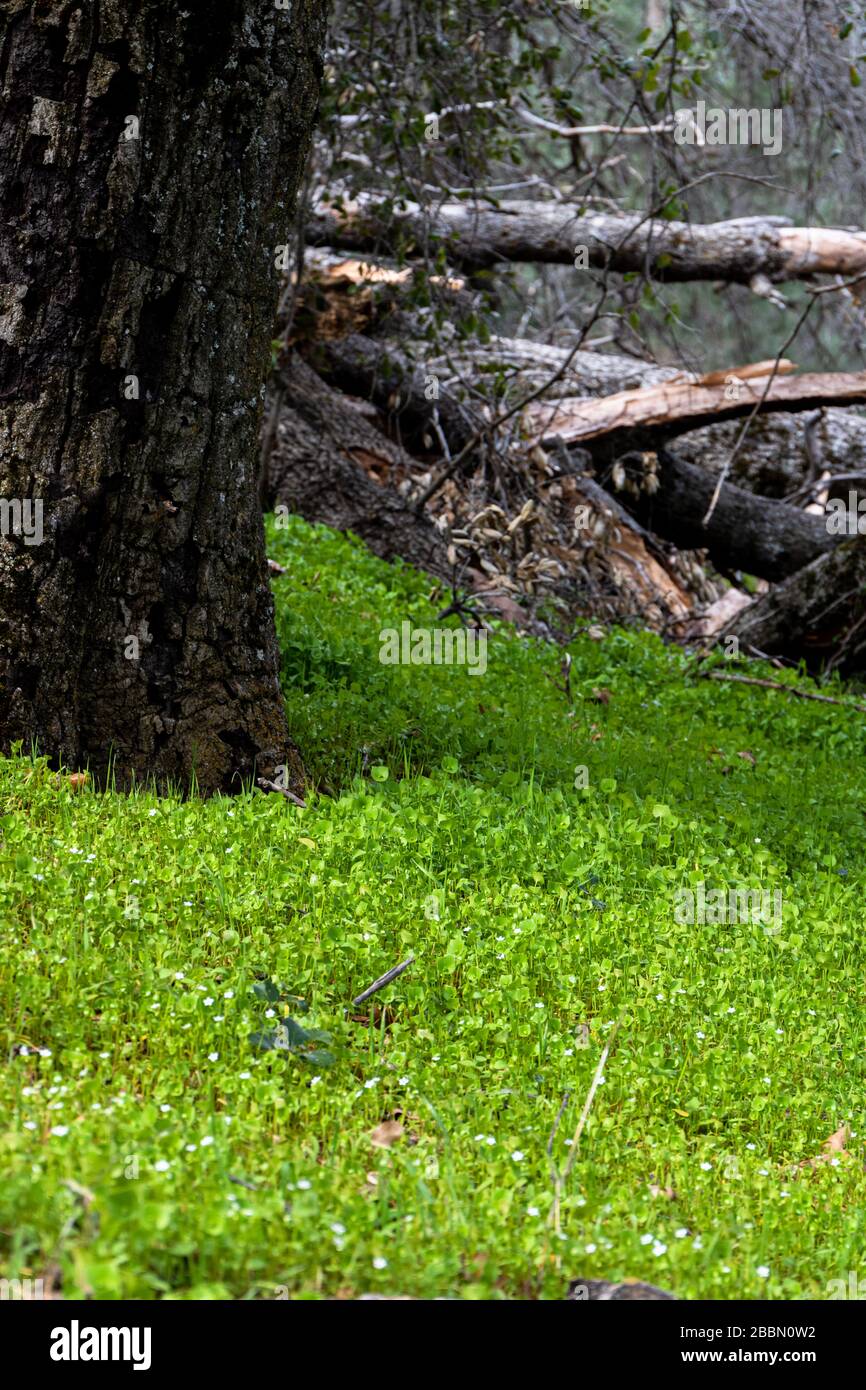 Laitue Miner, laitue indienne, ruslane d'hiver, bonne dégustation de salade indigène comestible bon pour la nourriture de survie de la nourriture Banque D'Images