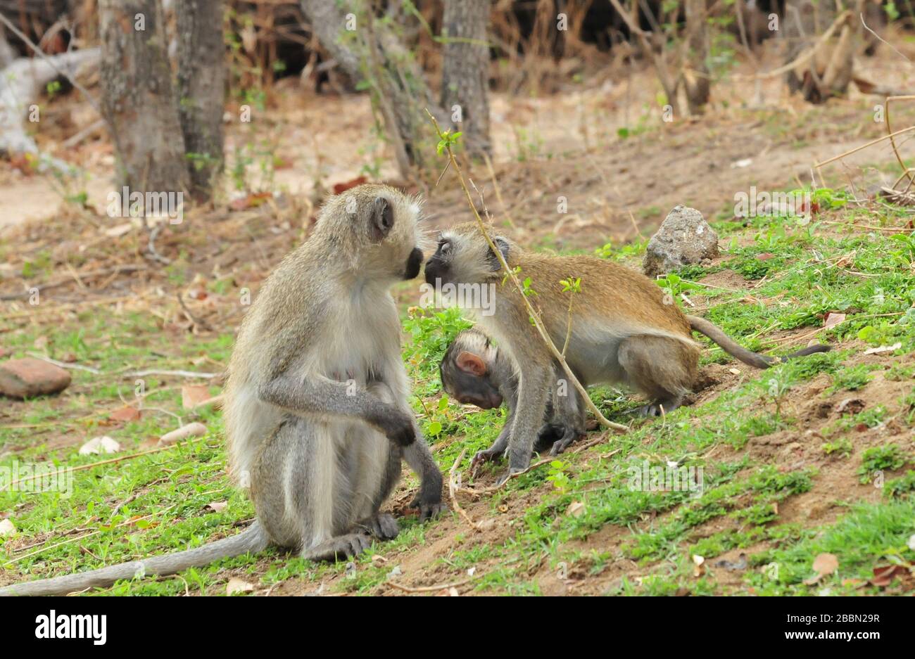 Accouplement Singe L'accouplement des singes Banque de photographies et d’images à haute ...