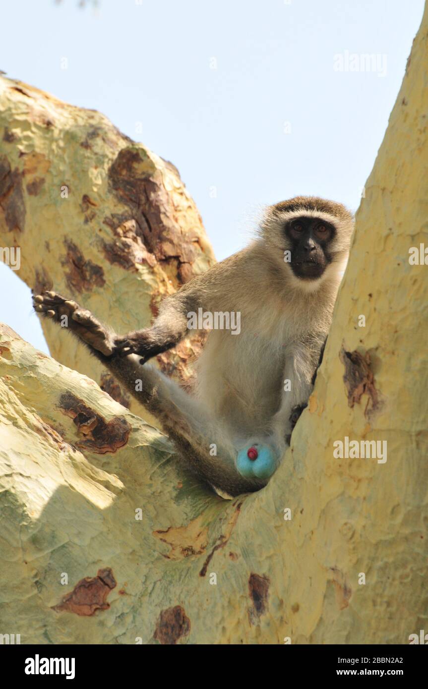 Les testicules Banque de photographies et d’images à haute résolution