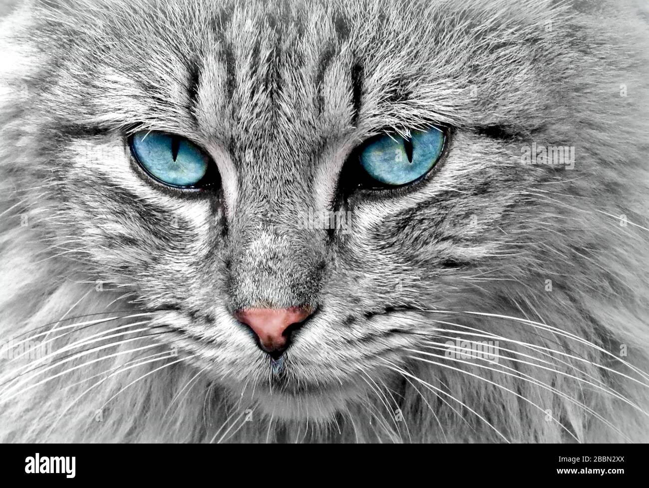 Chat Le Plus Mignon Banque D Image Et Photos Alamy
