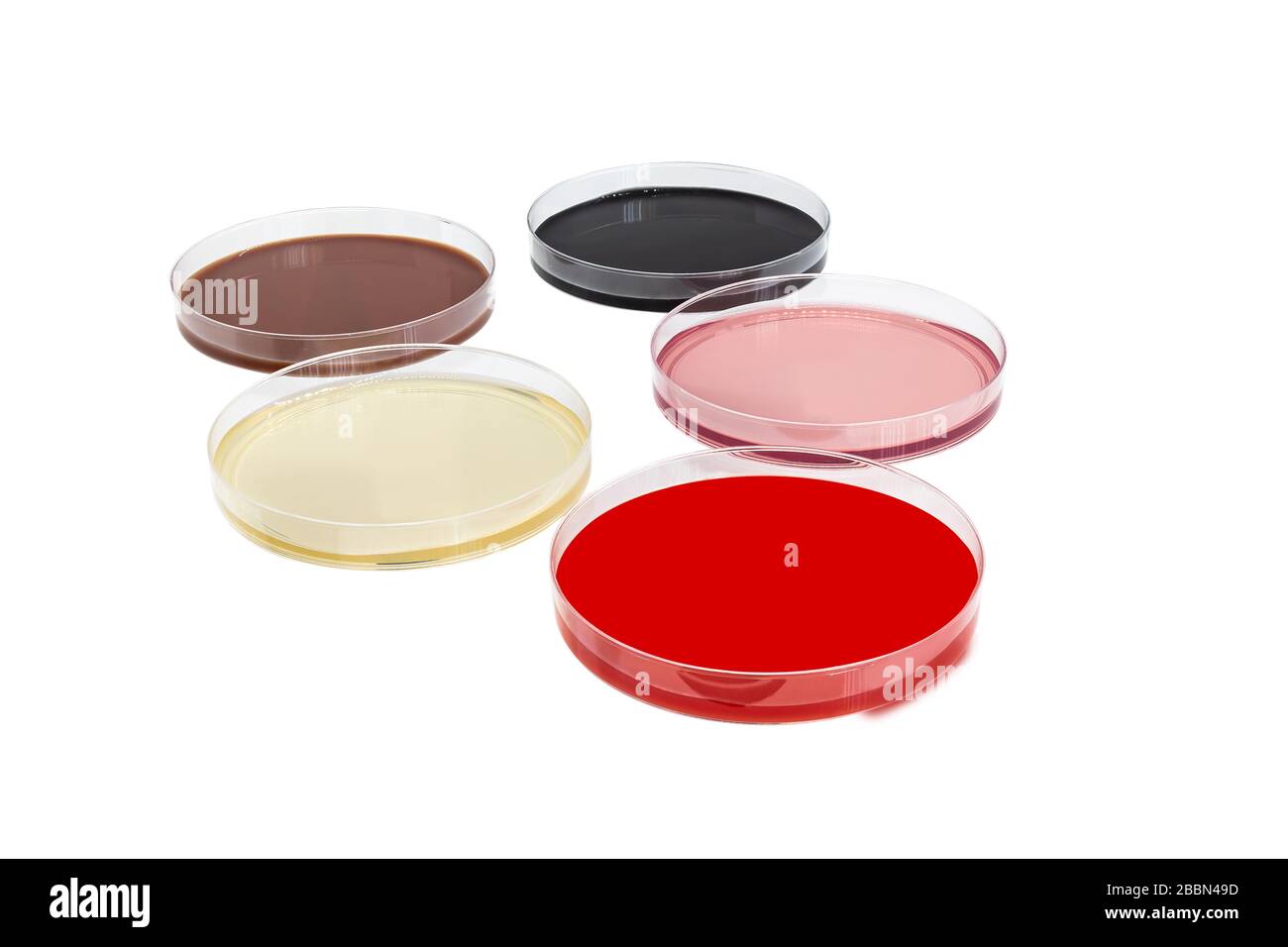 Boîtes de Petri avec différents milieux de croissance ou milieux de culture, solides, liquides ou semi-solides conçus pour soutenir la croissance de micro-organismes ou de cellules , Banque D'Images