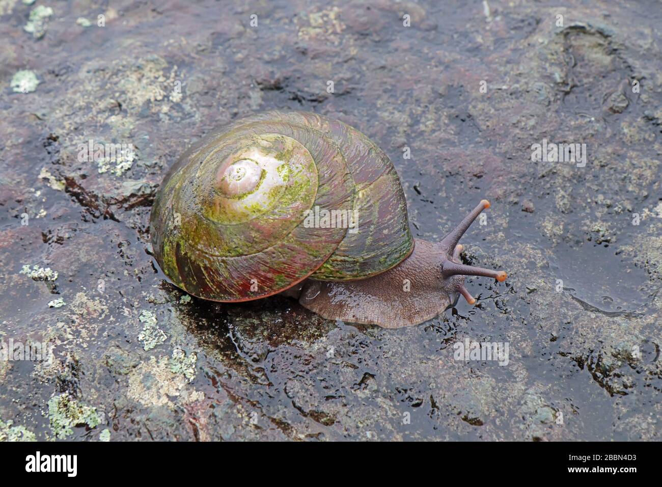 Grande escargot indigène (Caracolus caracolla) avec pied et antennes étendues se déplaçant le long d'un rocher humide dans la forêt nationale El Yunque de Porto Rico Banque D'Images