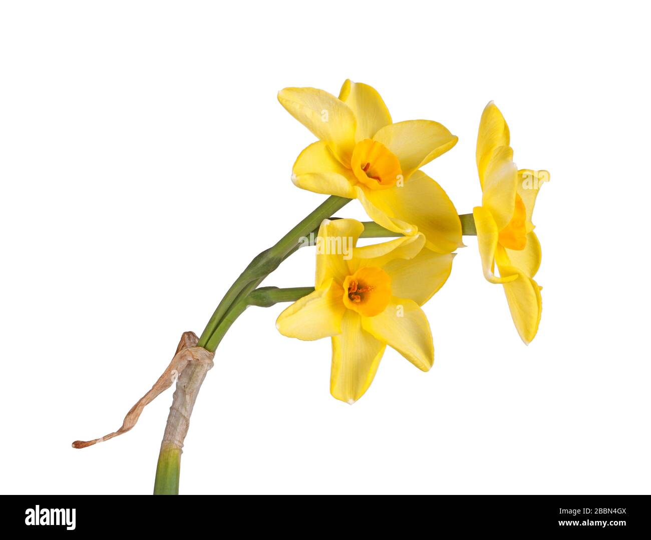 Tige avec trois fleurs jaunes et oranges du Narcisse tazetta par N. jonquilla hybride daffodil cultivar Hoopoe isolé sur un fond blanc Banque D'Images