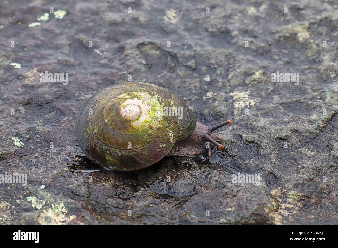 Grande escargot indigène (Caracolus caracolla) avec pied et antennes étendues se déplaçant le long d'un rocher humide dans la forêt nationale El Yunque de Porto Rico Banque D'Images