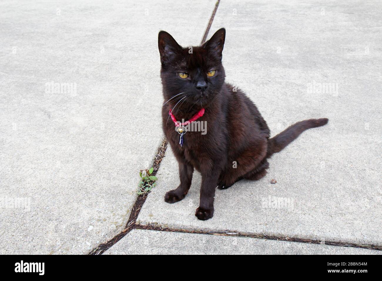 Un chat de shorthair domestique noir (Felis catus) portant un col rouge Banque D'Images