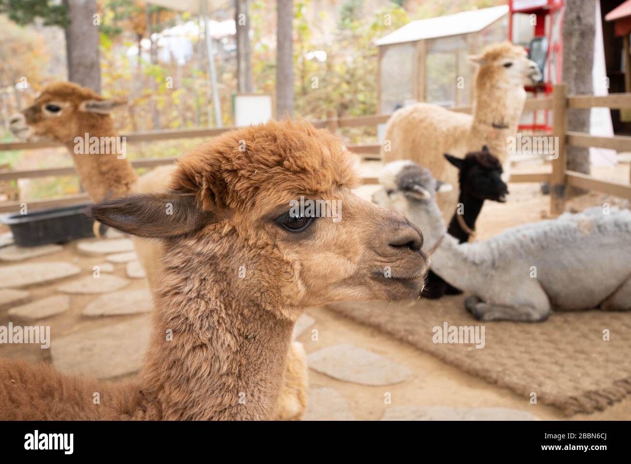 Gros plan sur la tête de l'alpaga brun. Groupe de lamas au monde d'Alpaga, Corée du Sud. Banque D'Images