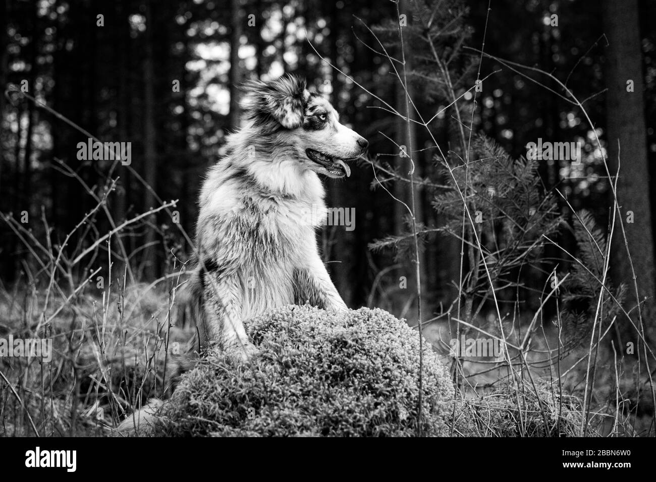 Magnifique jeune Berger australien dans la forêt noir et blanc Banque D'Images