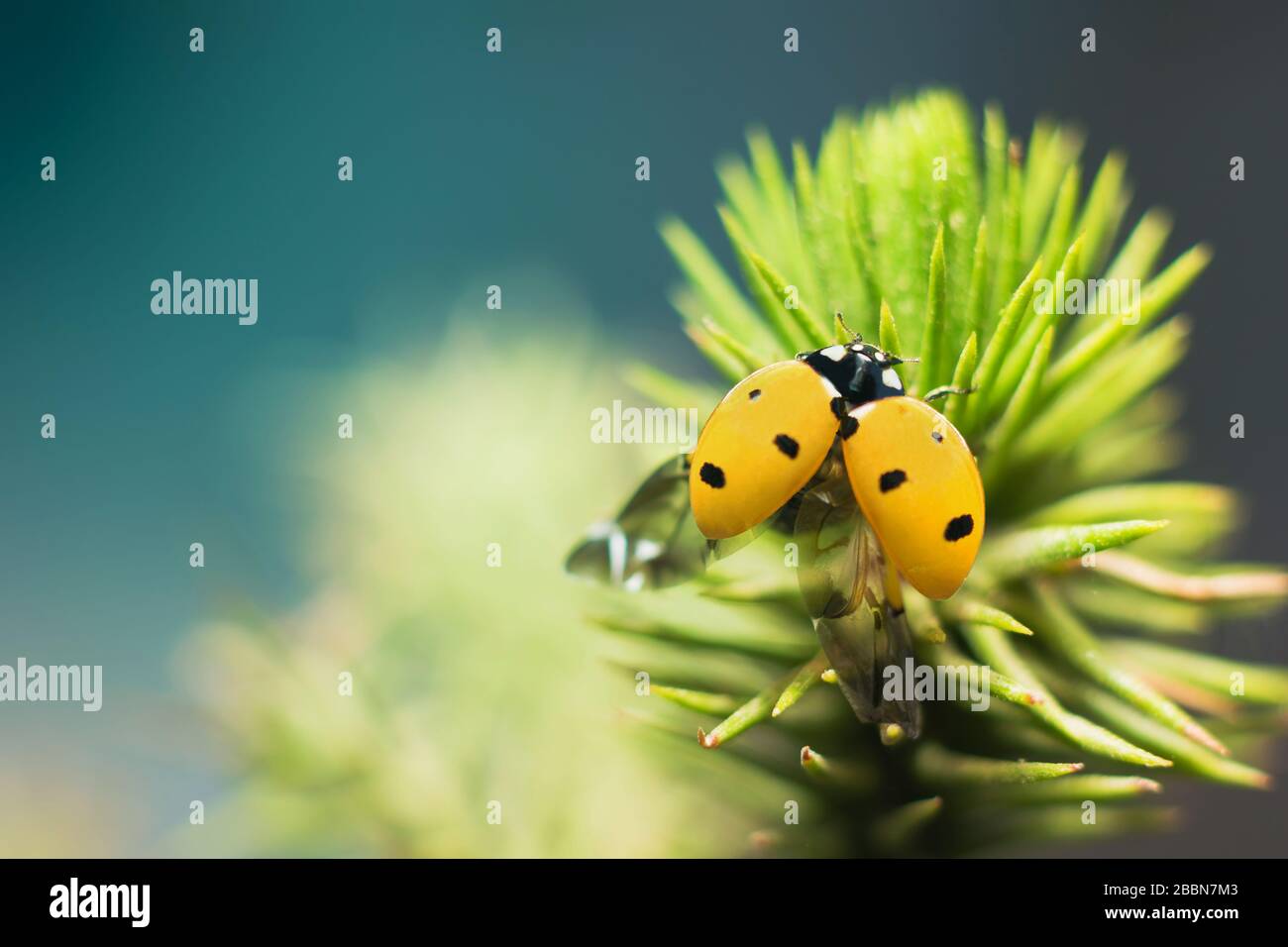 Fermeture d'un bug de dame dans un jardin prêt pour voler sur des feuilles vertes avec fond flou. Banque D'Images