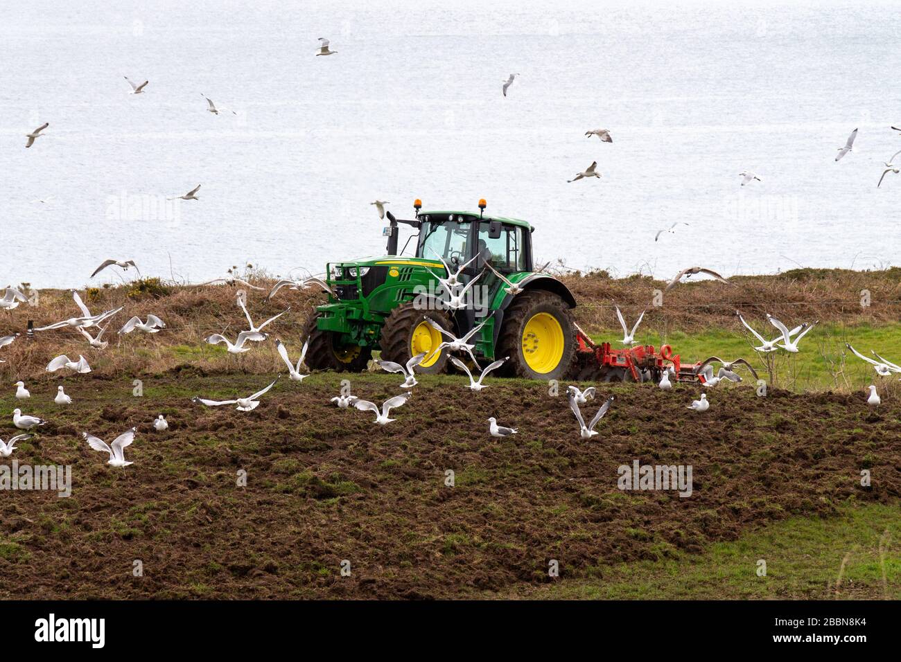 Les troupeaux de mouettes suivent un tracteur John Deer cultivant un champ Banque D'Images